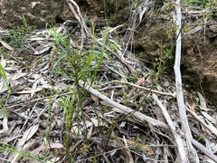Daviesia leptophylla