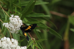 Catasticta teutila