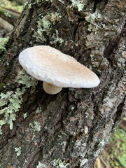 Pleurotus dryinus