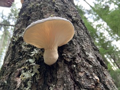 Pleurotus dryinus