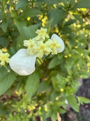 Pseudomussaenda flava