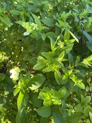 Pseudomussaenda flava