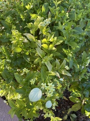 Pseudomussaenda flava