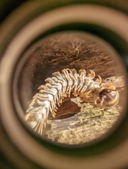 Arthrophaga myriapodina