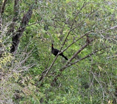 Penelope obscura