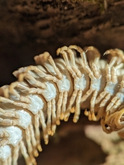 Arthrophaga myriapodina