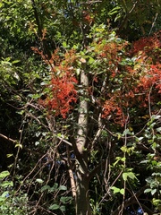 Brachychiton acerifolius