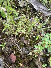 Hydrocotyle callicarpa
