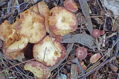 Gymnopilus dilepis