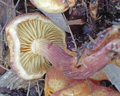 Gymnopilus dilepis
