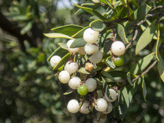 Leucopogon parviflorus