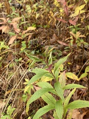 Asphondylia rosulata