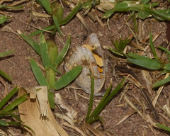Junonia hierta cebrene