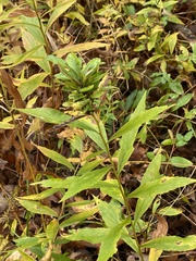 Asphondylia rosulata