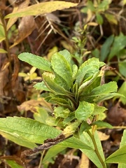 Asphondylia rosulata