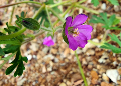 Geranium dissectum