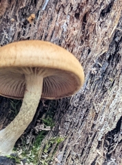 Pholiota parvula