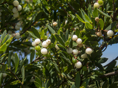 Leucopogon parviflorus