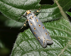 Ethmia circumdatella