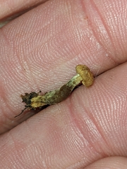 Pholiota parvula