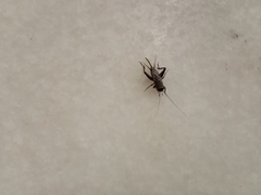Teleogryllus