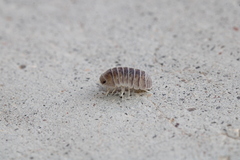 Venezillo arizonicus