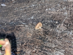Pholiota parvula