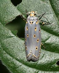 Ethmia circumdatella