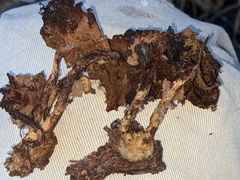 Pholiota parvula