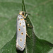 Ethmia circumdatella - Photo (c) suncana, algunos derechos reservados (CC BY), subido por suncana