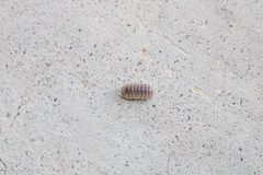 Venezillo arizonicus