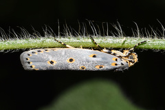 Ethmia circumdatella
