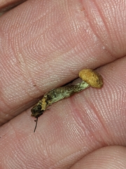 Pholiota parvula