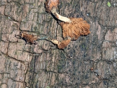 Pholiota parvula