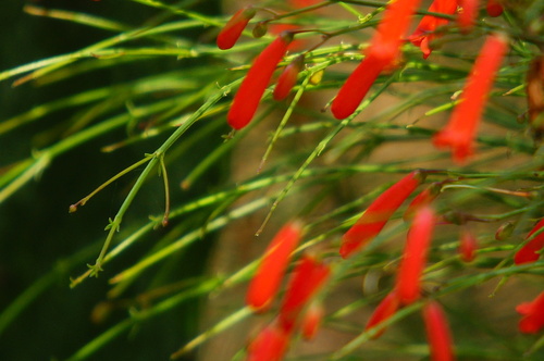 Firecracker plant