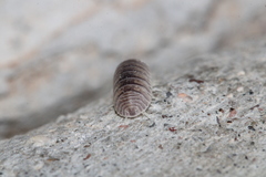 Venezillo arizonicus