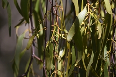 Amyema miquelii