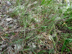 Agrostis stolonifera