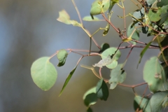 Eucalyptus polyanthemos