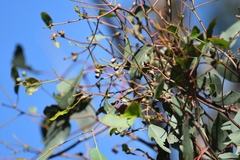 Eucalyptus polyanthemos