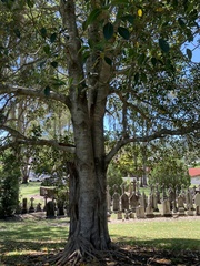 Ficus rubiginosa