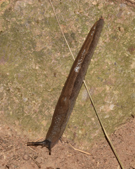 Urocyclus kirkii