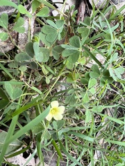 Oxalis exilis