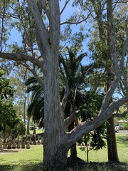 Eucalyptus tereticornis