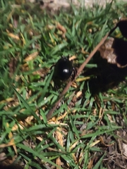 Anoplotrupes stercorosus