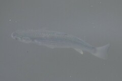 Mugilidae