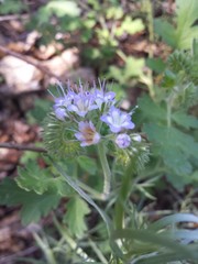 Phacelia rupestris