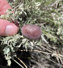 Rhopalomyia pomum
