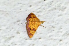 Isocentris filalis