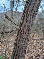 Sassafras albidum
